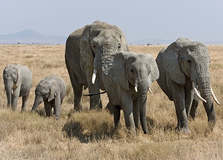 Elefanten – die Giganten mit dem 200-Kilogramm-Hunger