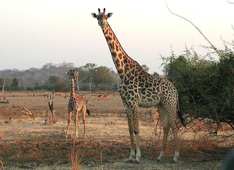 Die Giraffe behält den Überblick