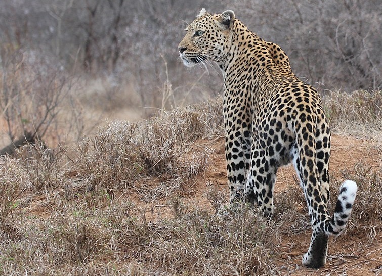 Der Leopard – die viertgrösste Katze des Kontinents
