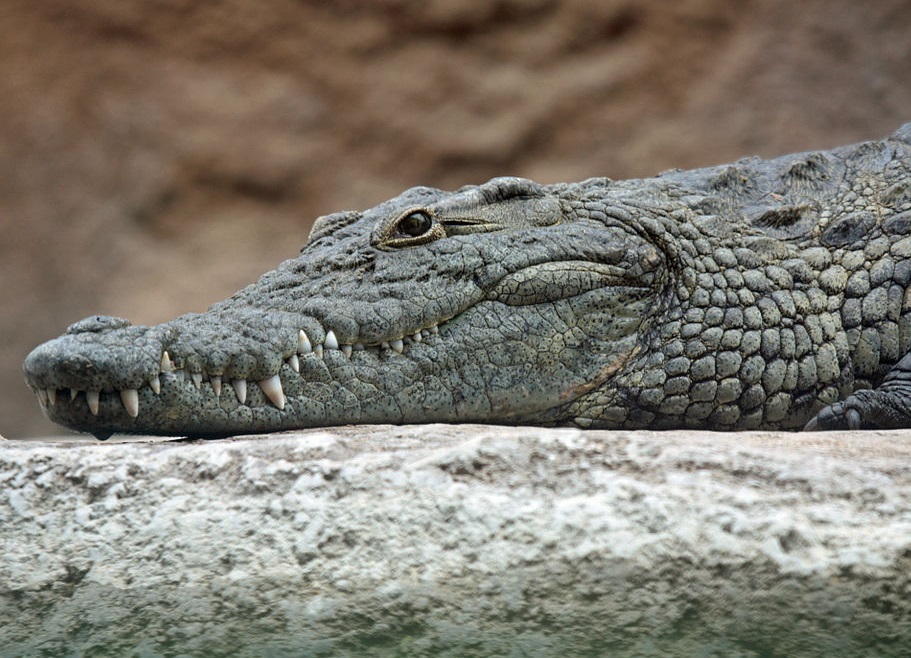 Krokodil – das flache Tier mit der grossen Schnauze