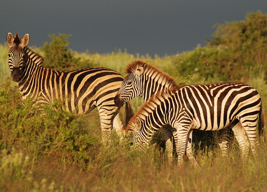 Zebra – bis zu 80 Streifen