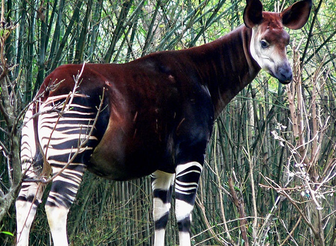 Okapi – die Waldgiraffe