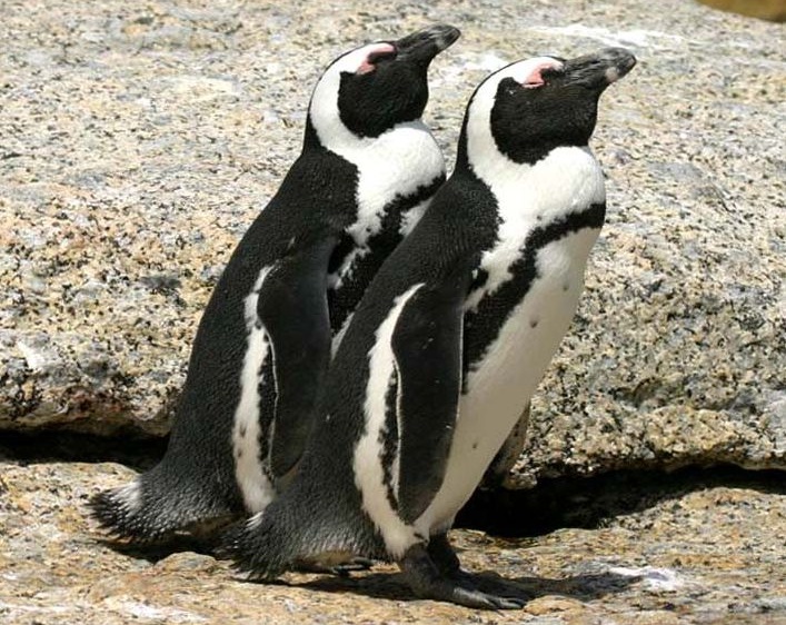 Pinguine gibt es auch in Afrika