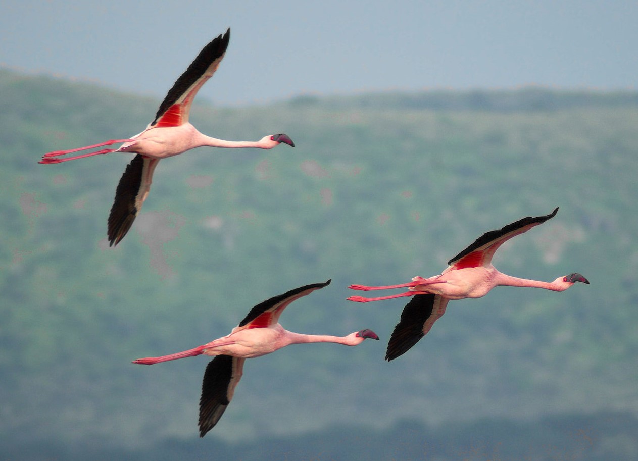 Flamingos – Afrikas rosa Juwel