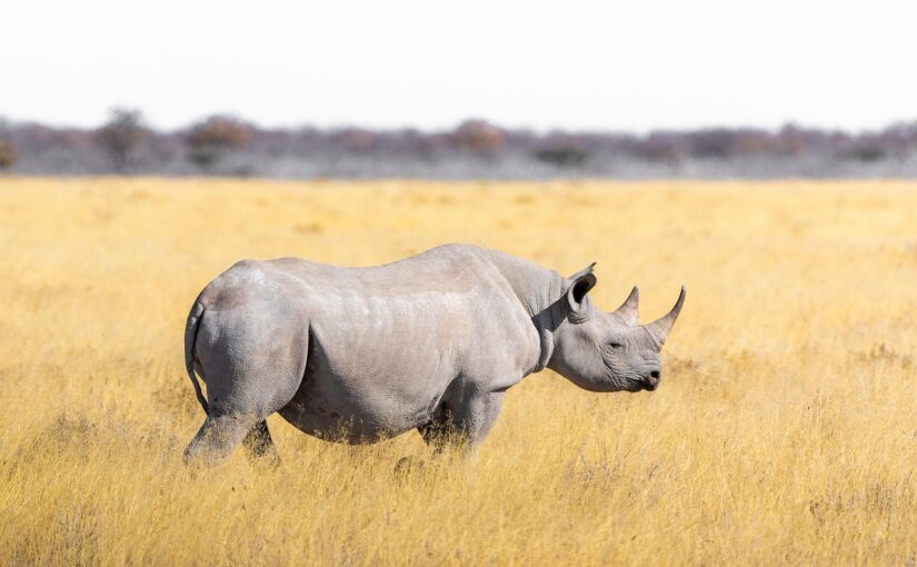 Du bist wunderbar und einzigartig gemacht; wie beispielsweise das Nashorn!
