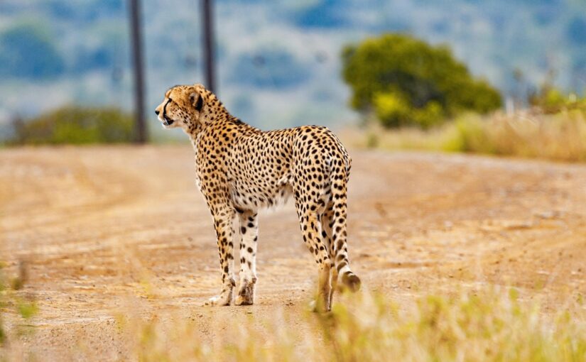 Wie der Gepard: Du bist einzigartig geschaffen, keine Kopie