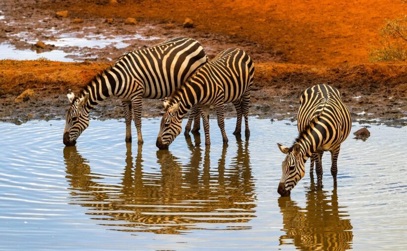 Zebras an einer Wasserstelle (Foto: Pixabay/Herbert2512).